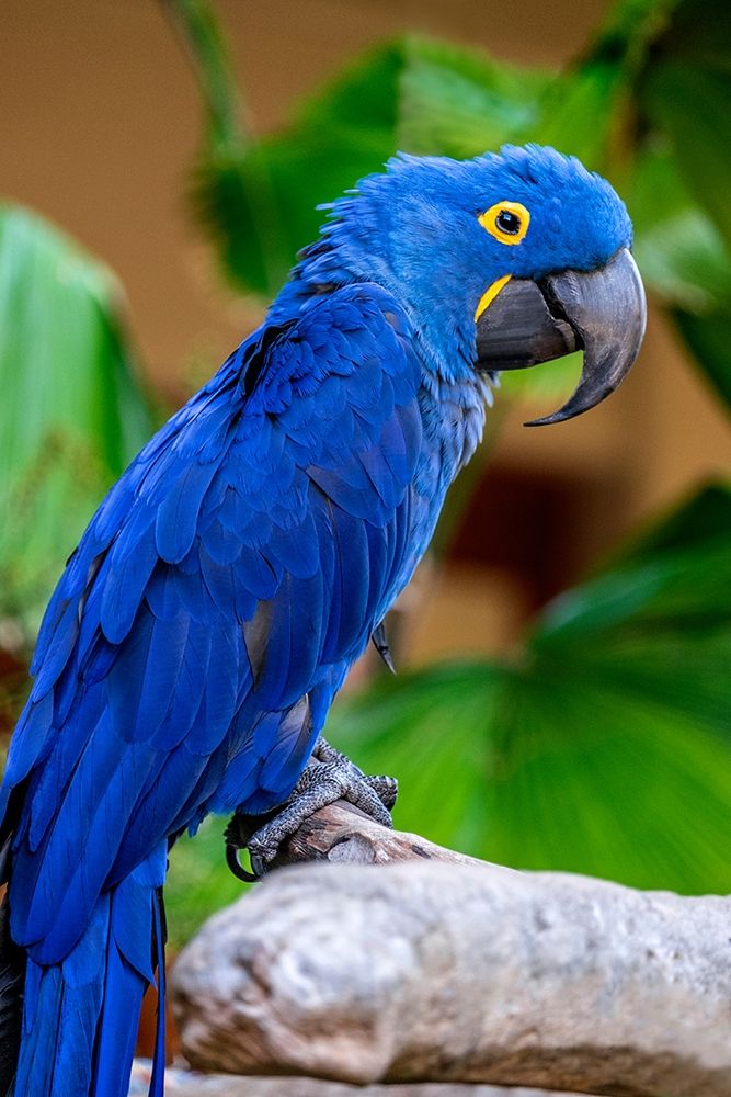 Hyacinth Macaw art print by Jim Engelbrecht for $57.95 CAD